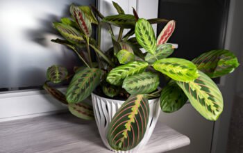 Maranta