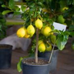 Citrusų auginimas vazonuose