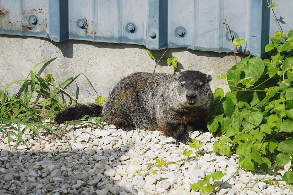 Kaip atsikratyti švilpikų: 10 veiksmingų būdų