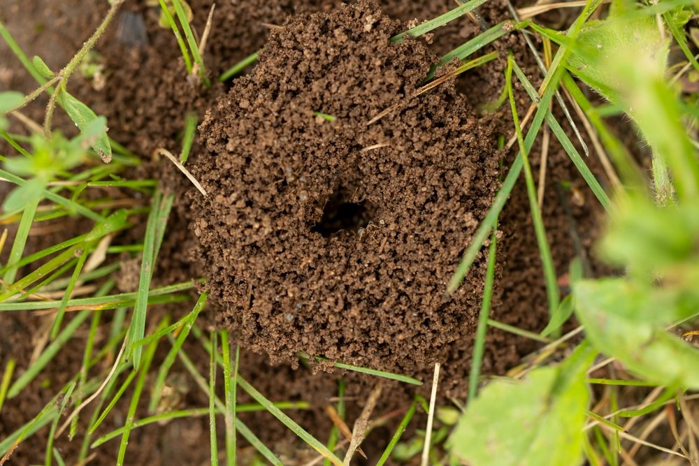 6 natūralūs būdai atsikratyti skruzdėlių sode ir apsaugoti augalus