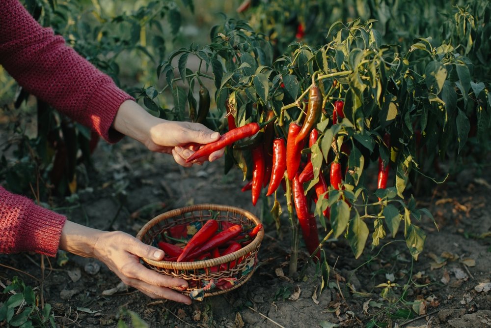 Aitrioji ir saldžioji paprika 1,2 x 1,2 m lysvėje