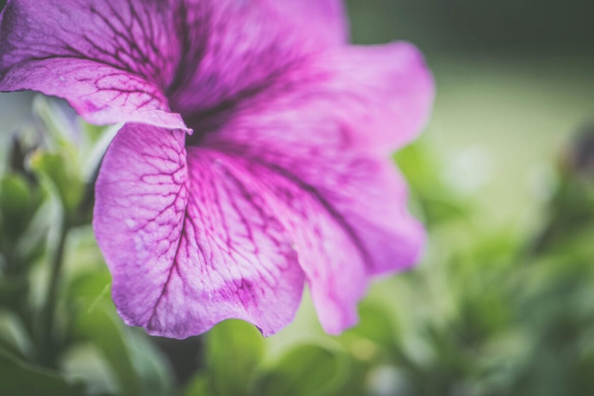 8 augalai, kurie visą vasarą atbaidys amarus, pasak sodininkų ekspertų