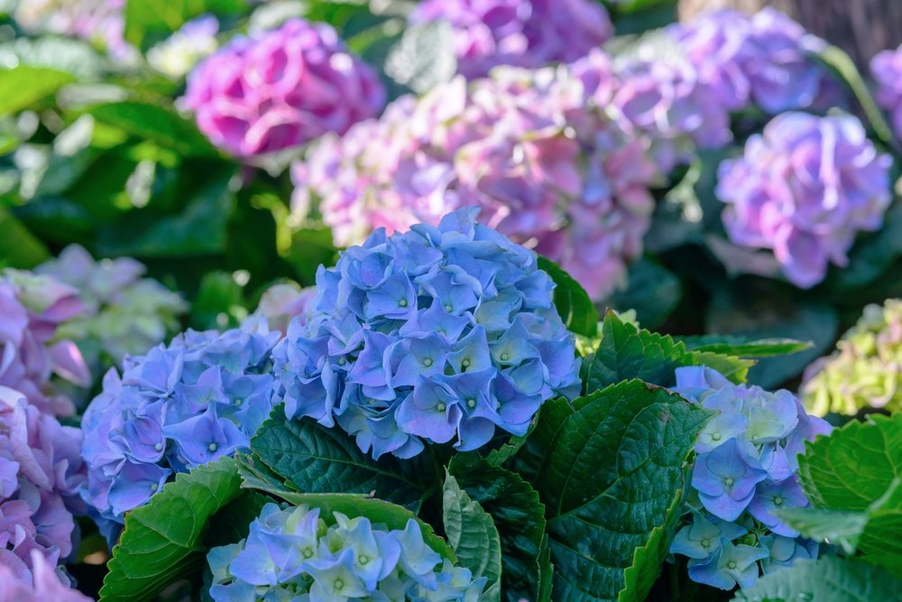 Metų žvaigždės – hortenzijos: ką svarbu žinoti
