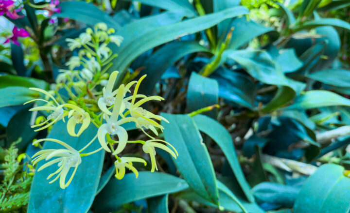 Kaip auginti ir prižiūrėti vanilinę orchidėją