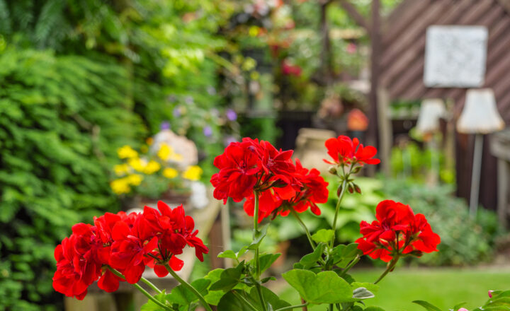 Pelargonijoms reikia ypatingos žiemos priežiūros — ką turėtumėte daryti dabar, kad pavasarį jos vešliau žydėtų